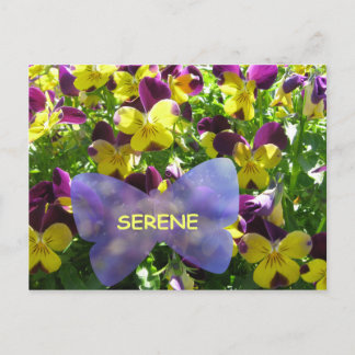 Cartão Postal Cartão-postal Serene Pansy