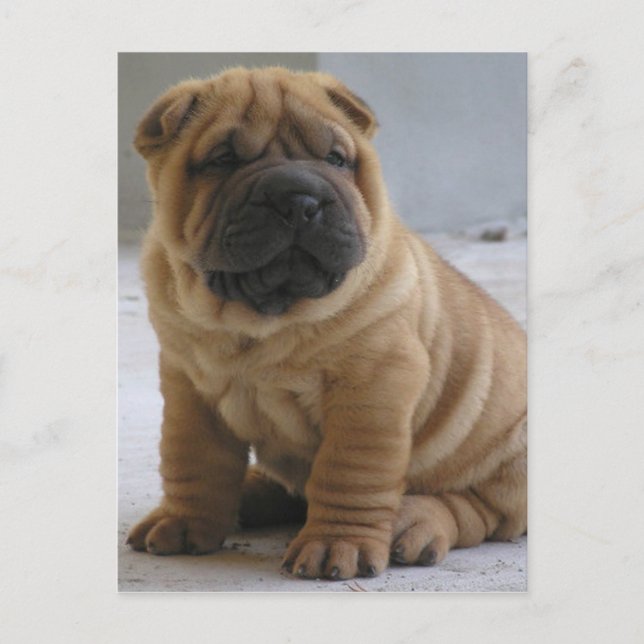 Cartão Postal Cartão-postal Shar Pei Chinês (Frente)
