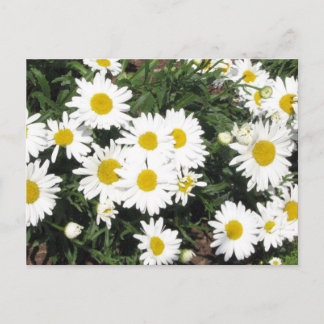 Cartão Postal Cartão-postal Shasta Daisies