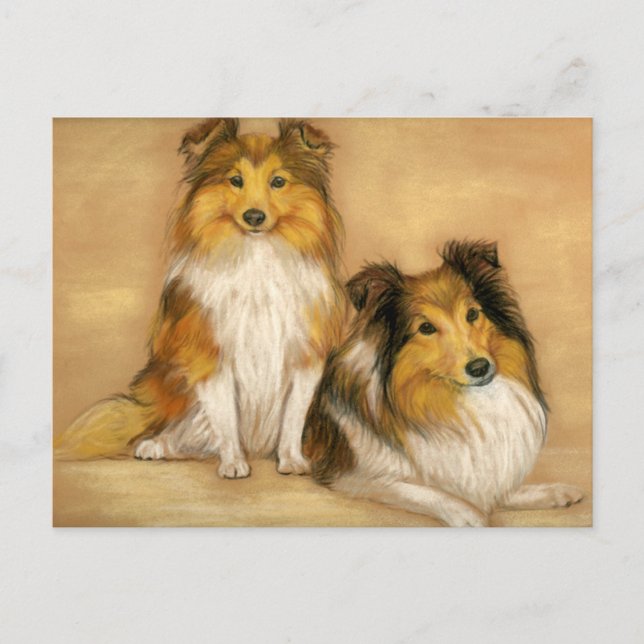 Cartão Postal Cartão-postal Shetland Sheepdog Sheltie Dog Art (Frente)