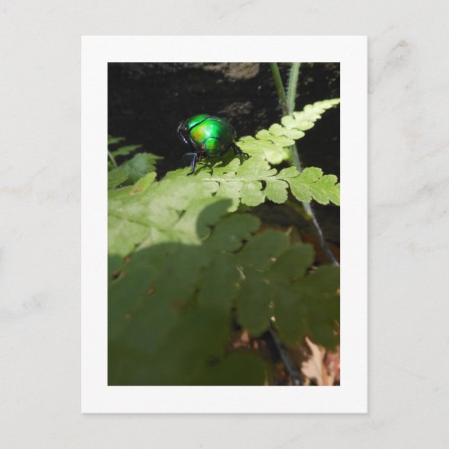 Cartão Postal Cartão-postal Shiny Beatle (Frente)