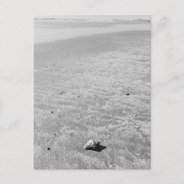 Cartão Postal Cartão-postal Shy Hermit (Frente)