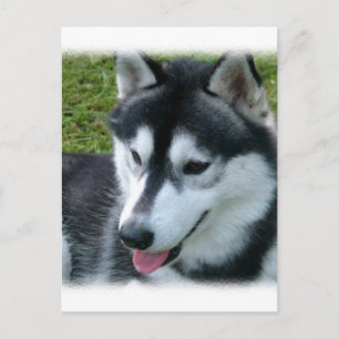 Cartão Postal Cartão-postal Siberian Husky