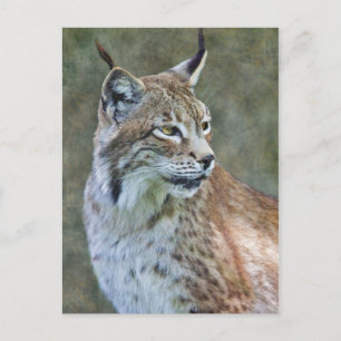 Cartão Postal Cartão-postal Siberian Lynx