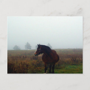 Cartão Postal Cartão-postal Siga-me