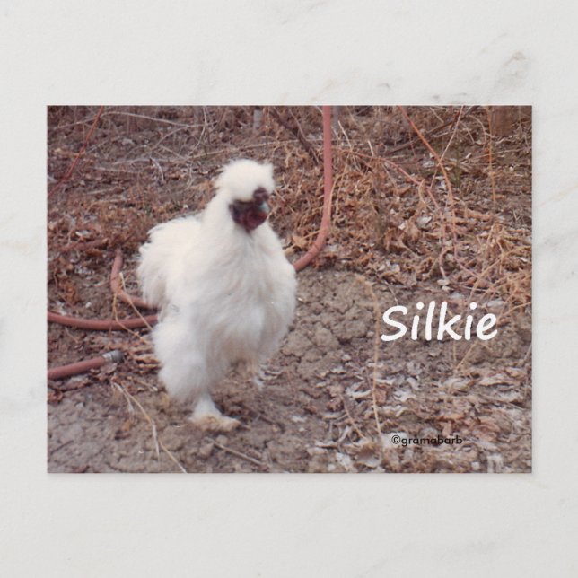 Cartão Postal Cartão-postal Silkie Bantam Chicken (Frente)