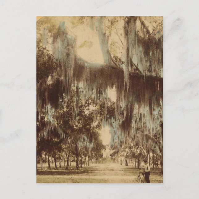 Cartão Postal Cartão-postal Silvery Daytona (Frente)