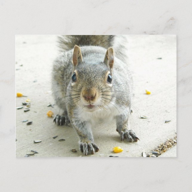 Cartão Postal Cartão-postal "Sim, Eu Gostaria De Alguma Comida" (Frente)