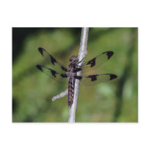 Cartão-postal Skimmer Dragonfly De Doze Pontas