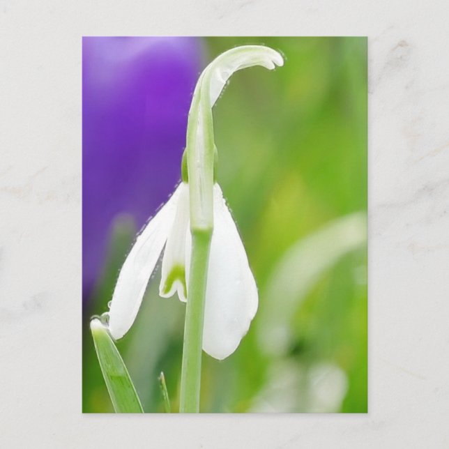 Cartão Postal Cartão-postal Snowdrop (Frente)