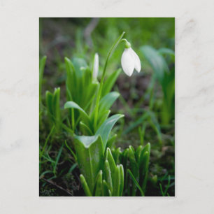Cartão Postal Cartão-postal Snowdrop Postkarte Schneegloeckche