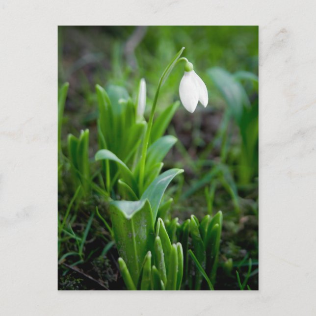 Cartão Postal Cartão-postal Snowdrop | Postkarte Schneegloeckche (Frente)