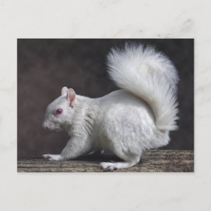 Cartão Postal Cartão-postal Snowy