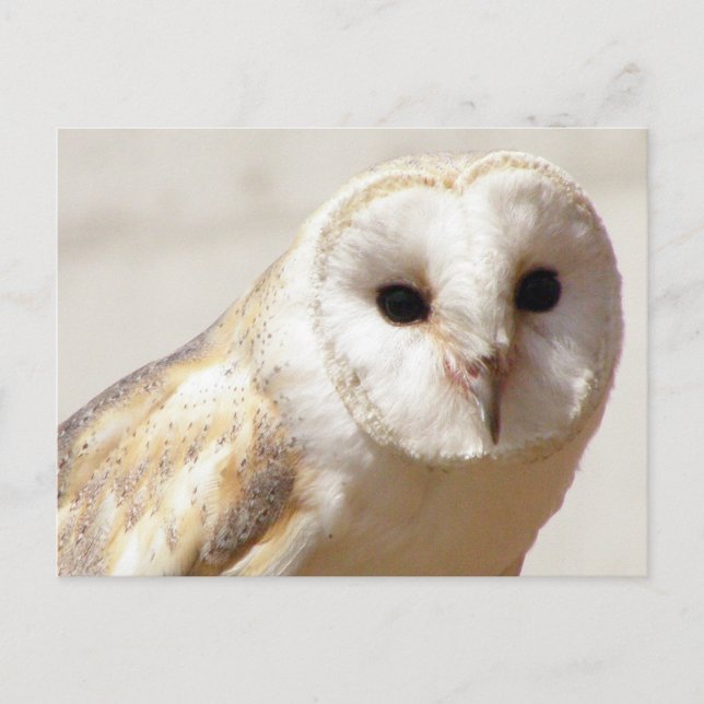 Cartão Postal Cartão-postal Snowy Barn Owl (Frente)