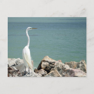 Cartão Postal Cartão-postal Snowy Egret