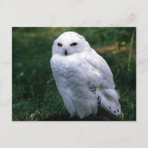 Cartão Postal Cartão-postal Snowy Owl