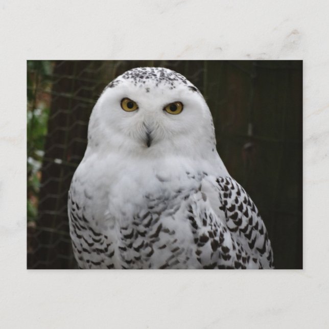 Cartão Postal Cartão-postal Snowy Owl (Frente)