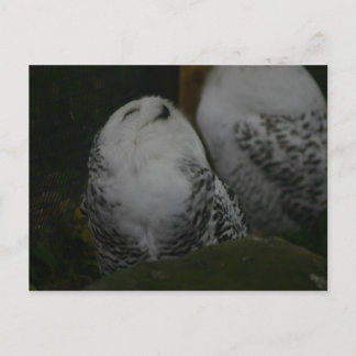 Cartão Postal Cartão-postal Snowy Owl