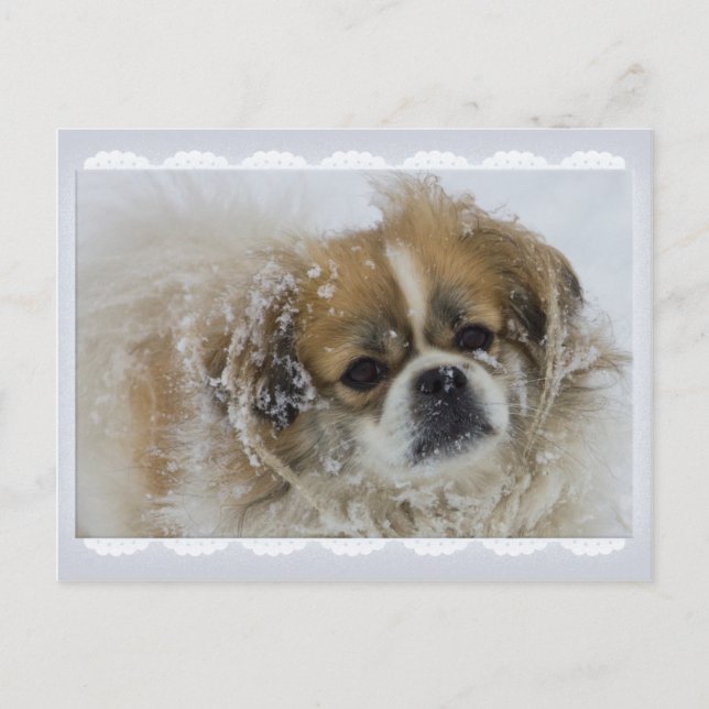 Cartão Postal Cartão-postal Snowy Tibetan Spaniel CC0136 (Frente)