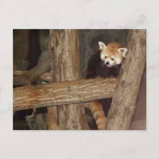 Cartão Postal Cartão-postal Sobe Panda