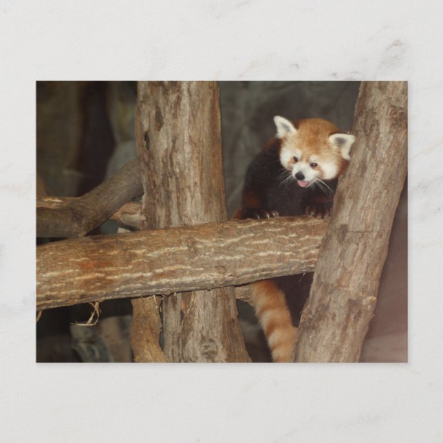 Cartão Postal Cartão-postal Sobe Panda (Frente)