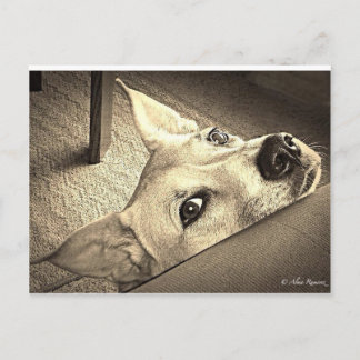 Cartão Postal Cartão-postal Sokka Davis