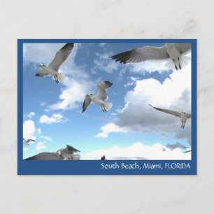 Cartão Postal Cartão-postal South Beach Miami Florida Seagulls