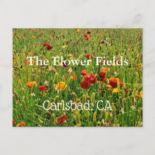 Cartão Postal Cartão-postal Souvenir: Os Campos Flores, Carlsbad