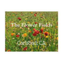Cartão-postal Souvenir: Os Campos Flores, Carlsbad