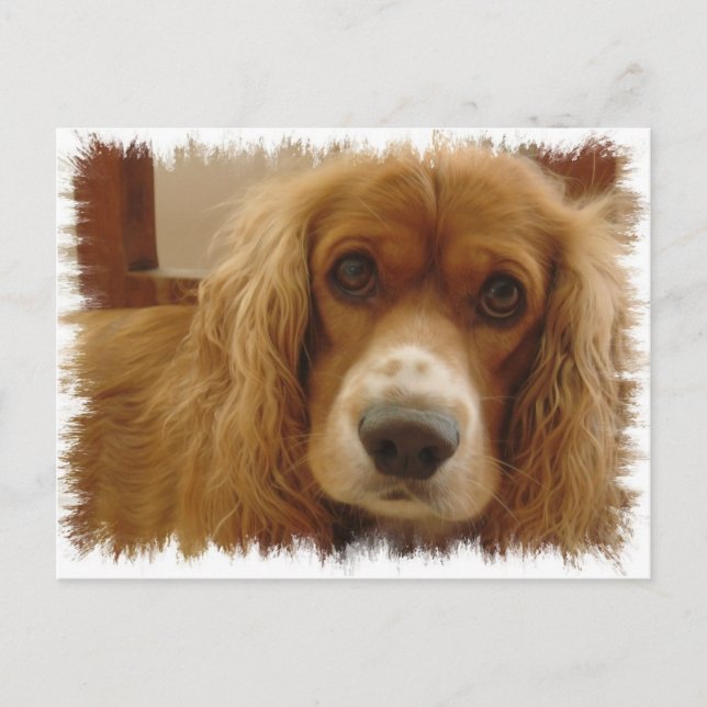 Cartão Postal Cartão-postal Spaniel Breed (Frente)