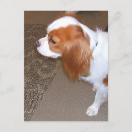 Cartão Postal Cartão-postal Spaniel Dog