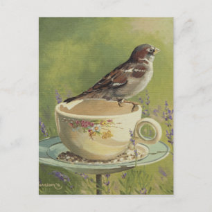 Cartão Postal Cartão-postal Sparrow 0470