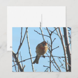 Cartão Postal Cartão-postal - Sparrow na árvore