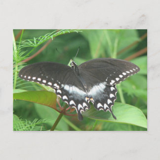 Cartão Postal Cartão-postal Spicebush