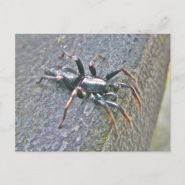 Cartão Postal Cartão-postal Spider do Gnaphosid (Frente)
