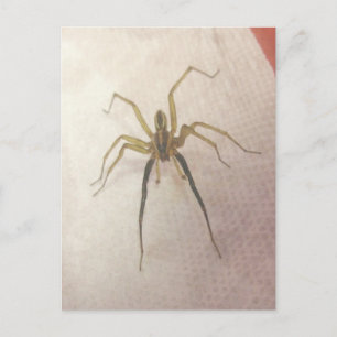 Cartão Postal Cartão-postal Spider Male