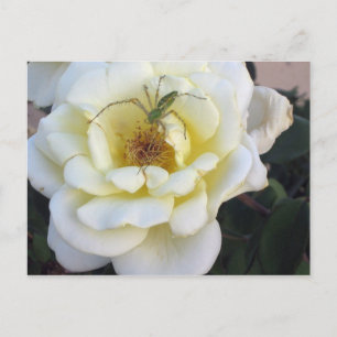 Cartão Postal Cartão-postal Spider & Rosa