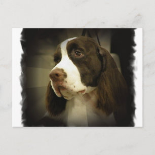 Cartão Postal Cartão-postal Spinger Spaniel