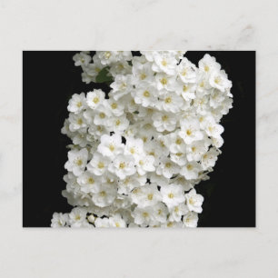 Cartão Postal Cartão-postal Spirea Arguta