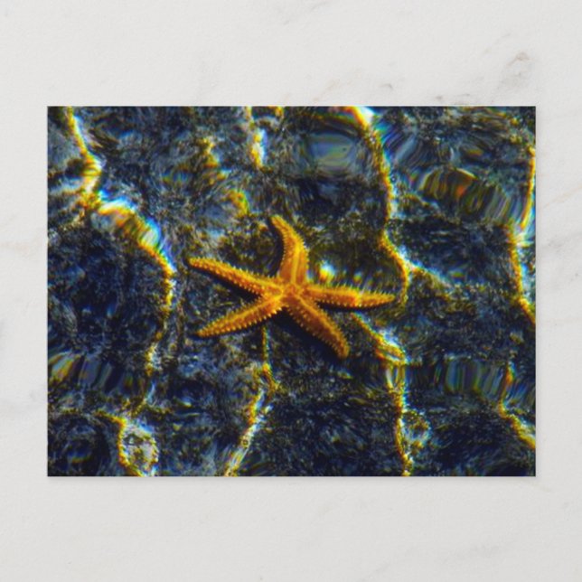 Cartão Postal Cartão-postal Starfish (Frente)