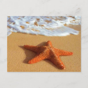 Cartão Postal Cartão-postal Starfish