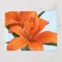 Cartão-postal Startling Orange Tiger Lily