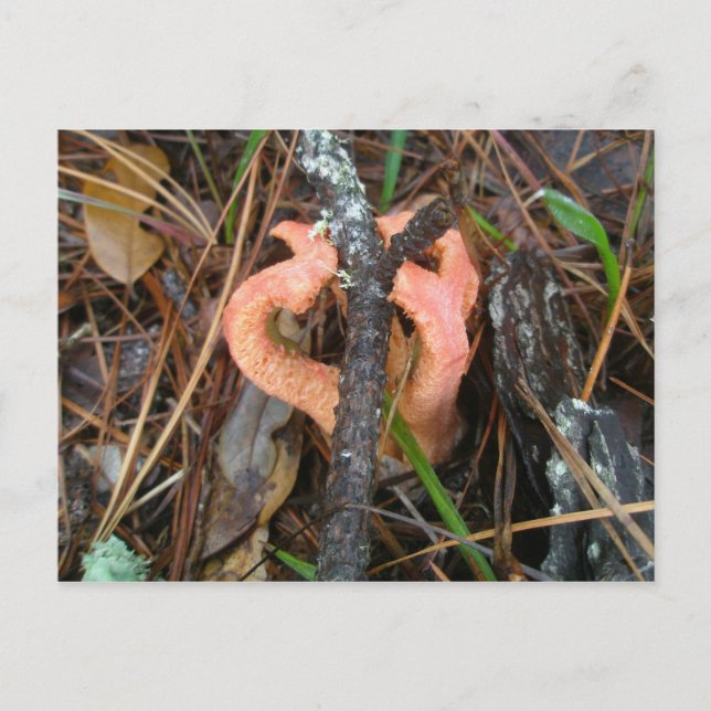 Cartão Postal Cartão-postal Stinkhorn de Cogumelos OBX (Frente)