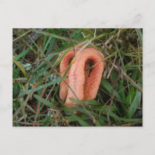Cartão Postal Cartão-postal Stinkhorn Oculto à Coluna OBX nº 