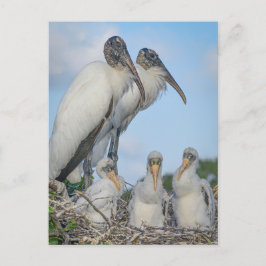 Cartão Postal Cartão-postal "Stork Family"