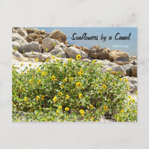 Cartão Postal Cartão-postal Sunflower Canal Sudoeste da Flórida