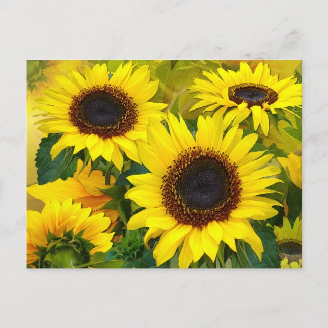 Cartão Postal Cartão-postal Sunflower Sunny (Frente)