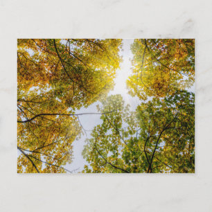 Cartão Postal Cartão-postal Sunlight Through Autumn Sugar Mapek