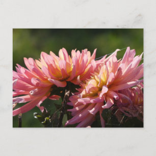 Cartão Postal Cartão-postal Sunny Pink Dahlia's DIY