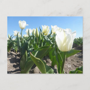 Cartão Postal Cartão-postal Sunny White Tulips Field DIY